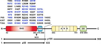 Detrimental NFKB1 missense variants affecting the Rel-homology domain of p105/p50